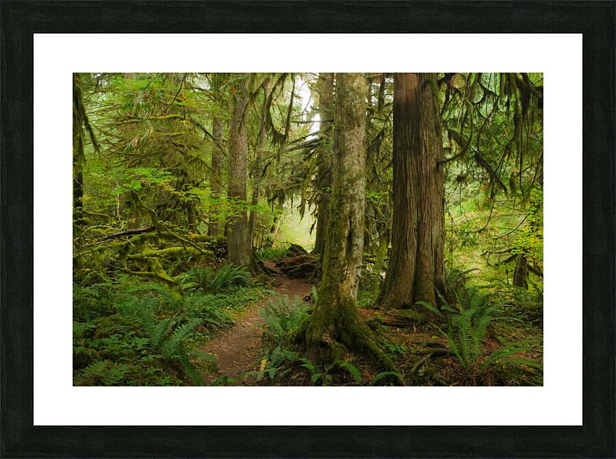 Forest Trail Picture Frame print