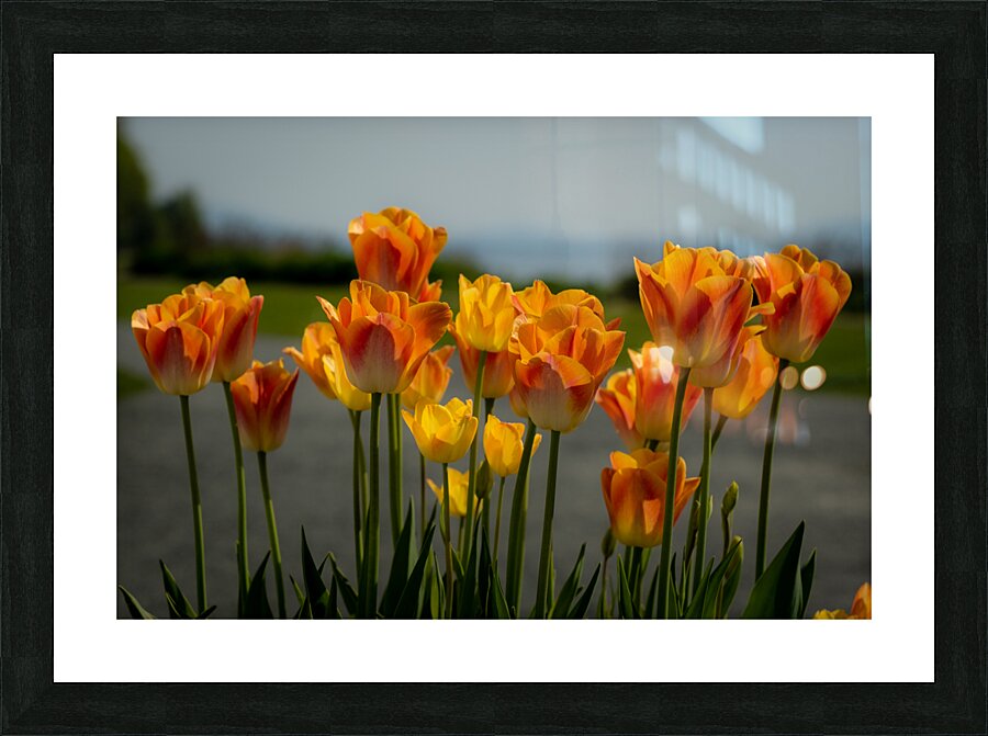 Glorious Tulips Picture Frame print