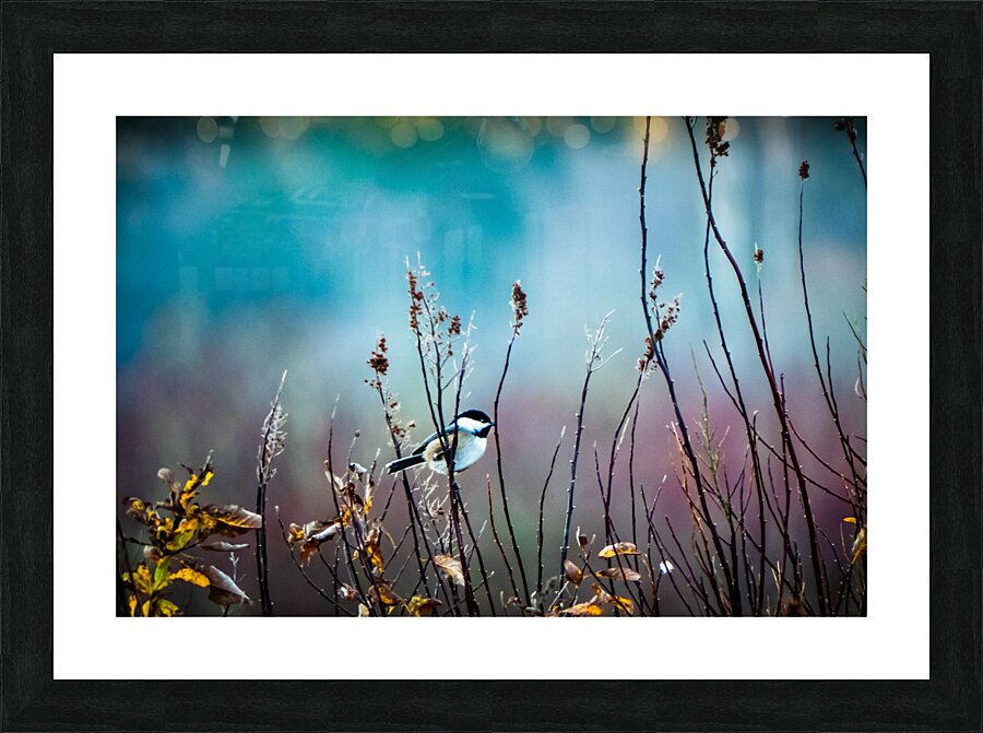 Chickadee Picture Frame print