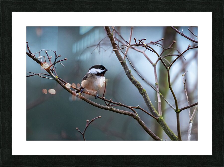 Chickadee 2 Picture Frame print