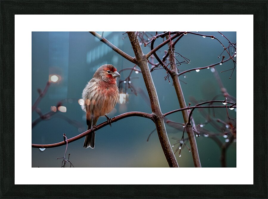 Winter Finch Picture Frame print