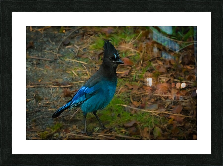 StellarJay Picture Frame print