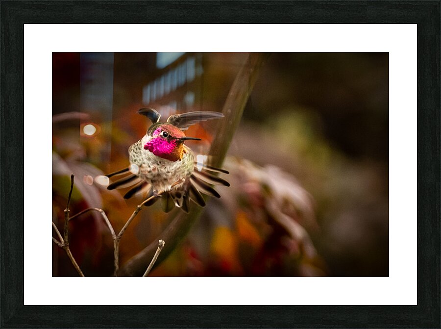 Hummingbird 3 Picture Frame print