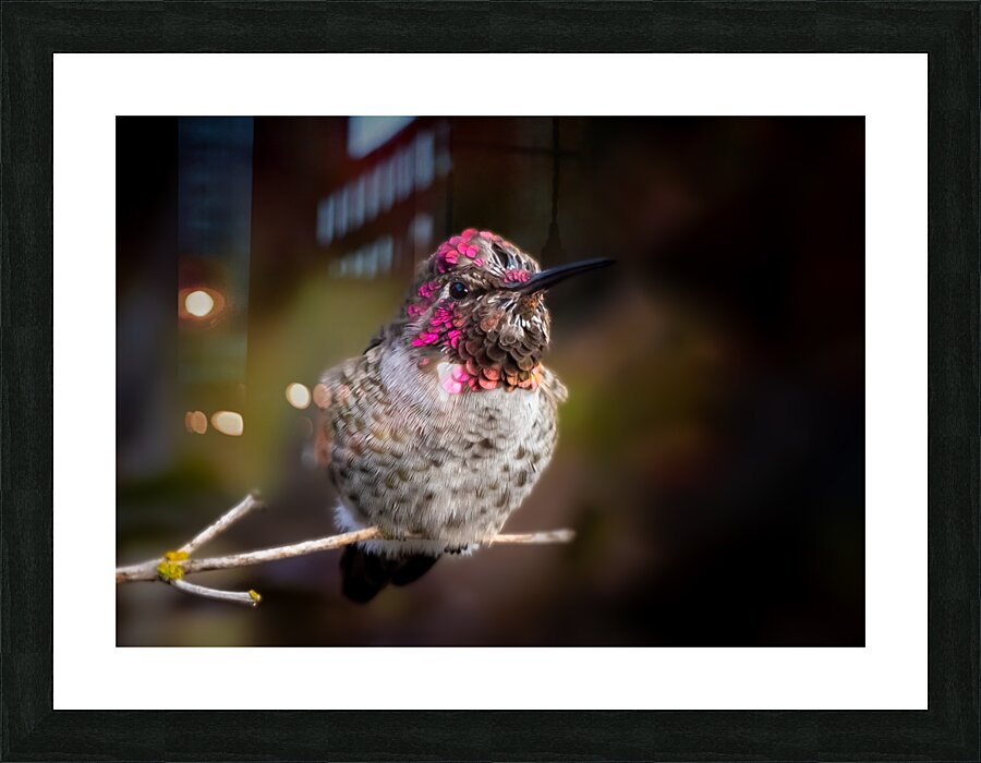 Hummingbird 2 Picture Frame print