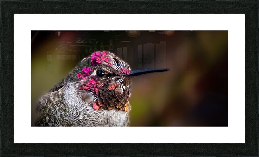 Hummingbird Picture Frame print