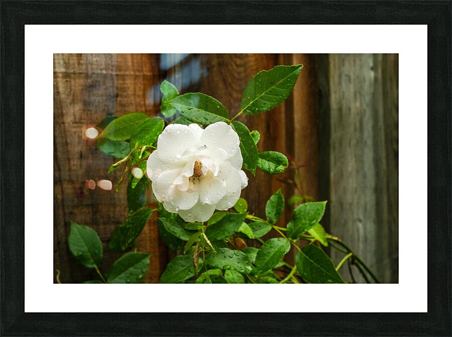 White Rose Picture Frame print