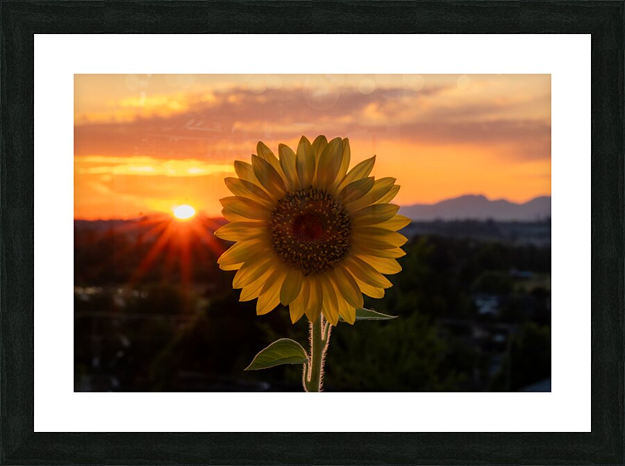 Sunflower Sunset Picture Frame print