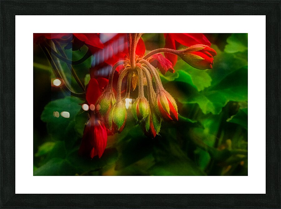 Geranium Buds Picture Frame print