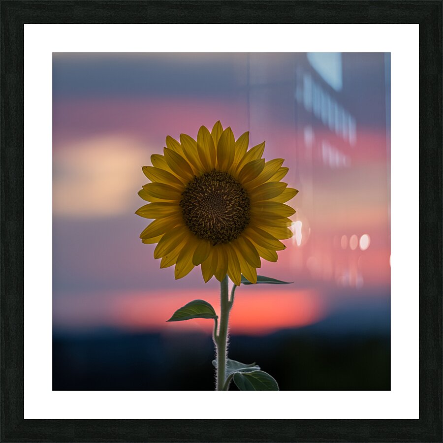 Sunflower Picture Frame print
