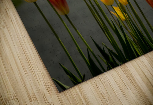 Glorious Tulips Deb Friesen puzzle