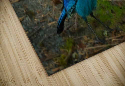 StellarJay Deb Friesen puzzle