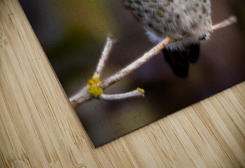 Hummingbird 2 Deb Friesen puzzle