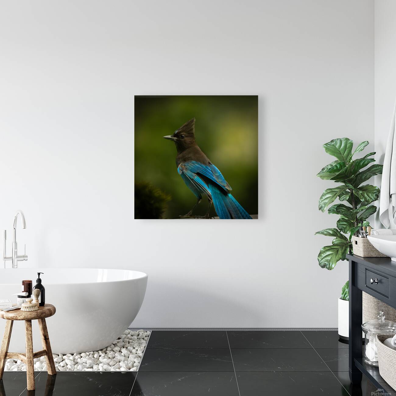 Stellar Jay Reproduction