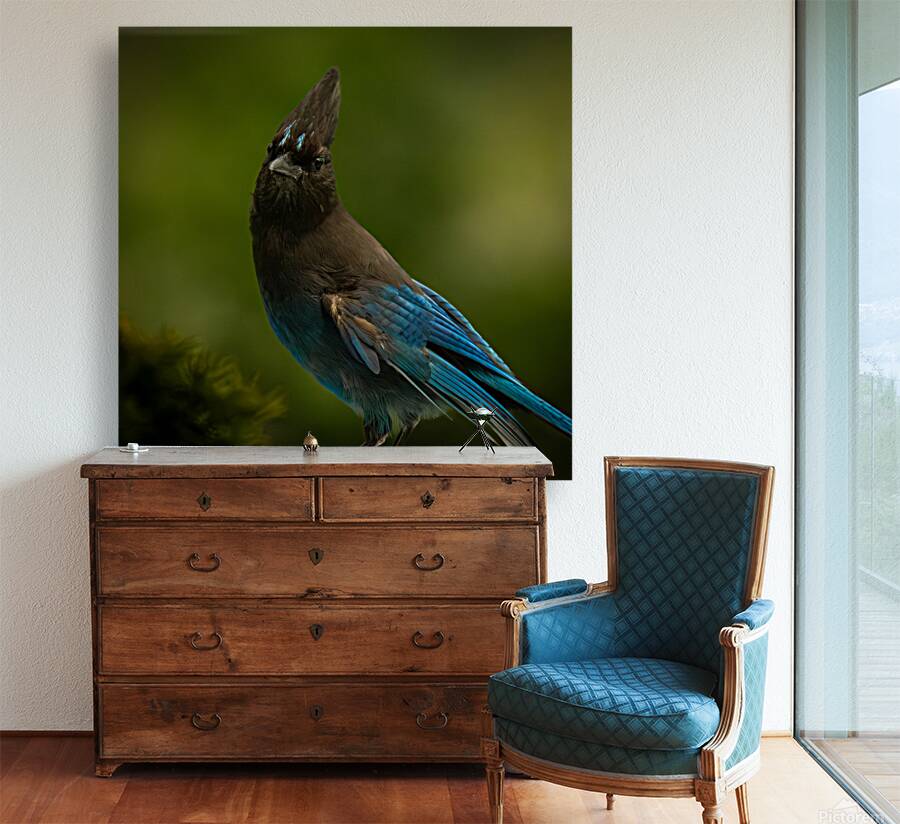 Stellar Jay 2 Reproduction