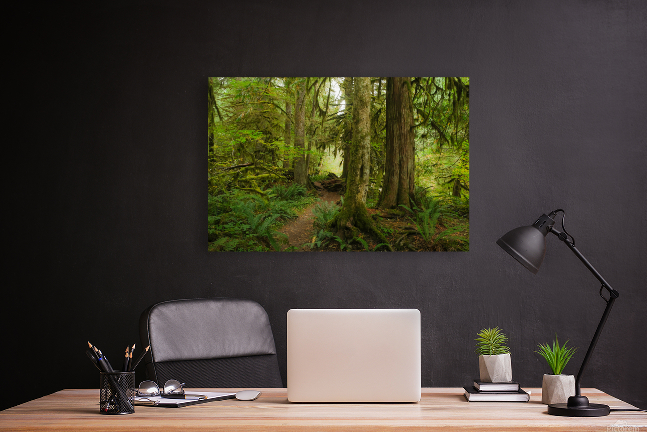 Forest Trail Reproduction