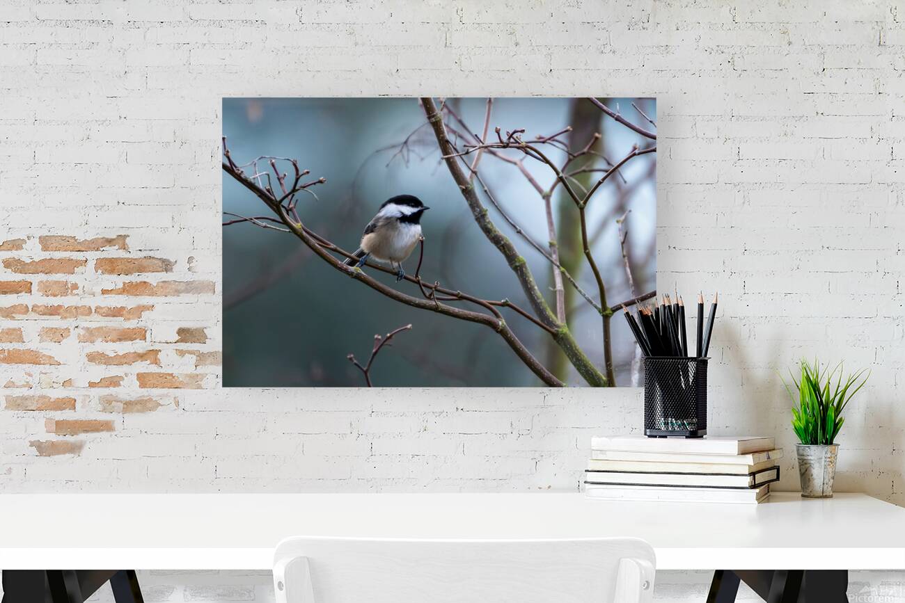 Chickadee 2 Reproduction