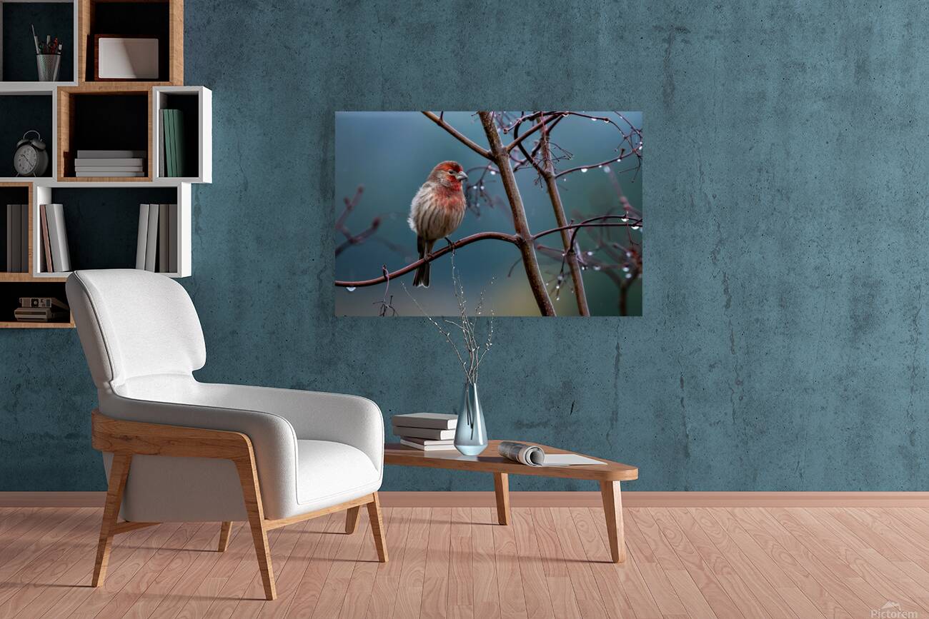 Winter Finch Reproduction