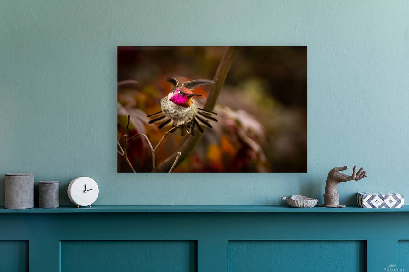 Hummingbird 3 Reproduction