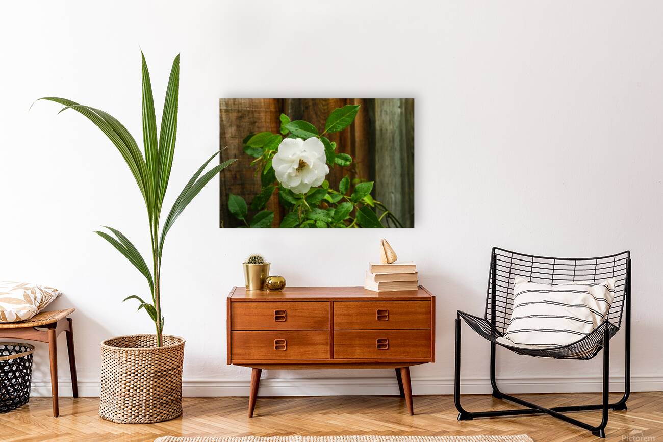 White Rose Reproduction