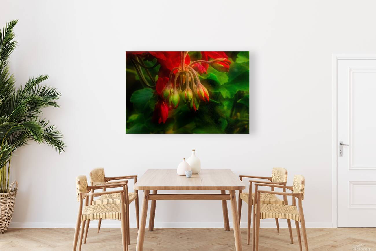 Geranium Buds Reproduction