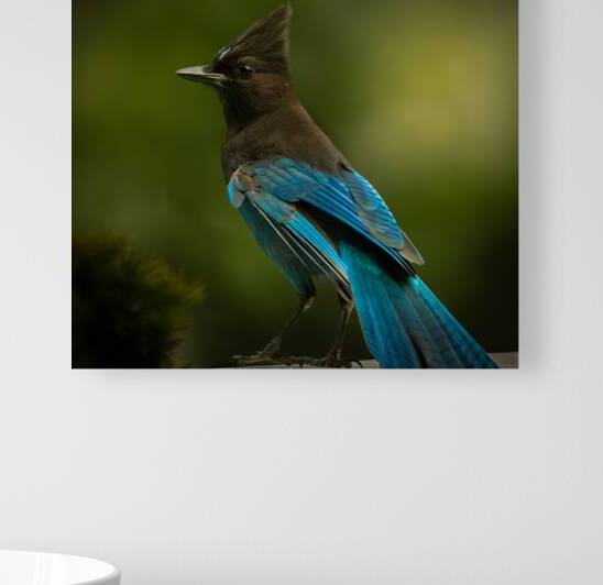Stellar Jay Reproduction