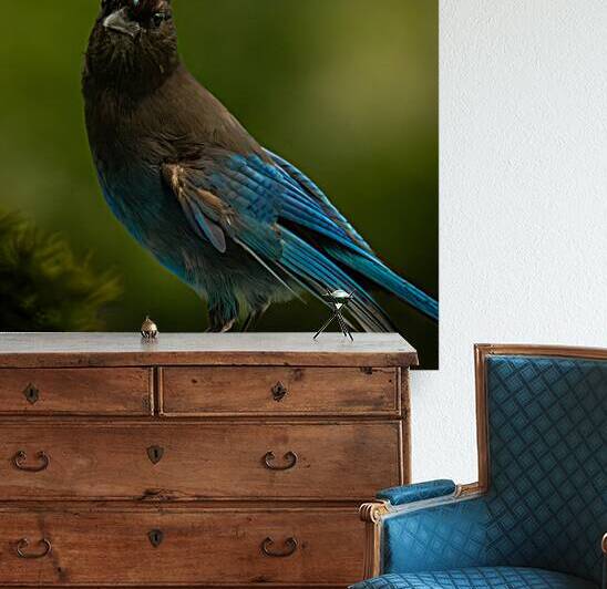 Stellar Jay 2 Reproduction