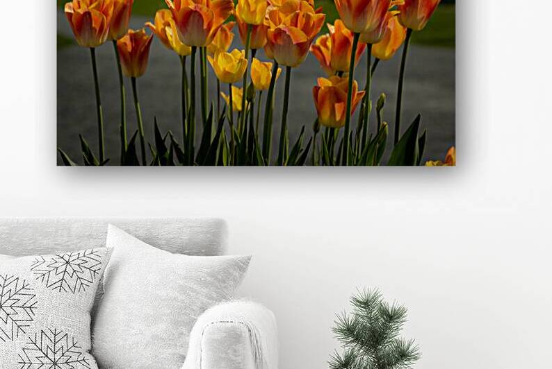 Glorious Tulips Reproduction
