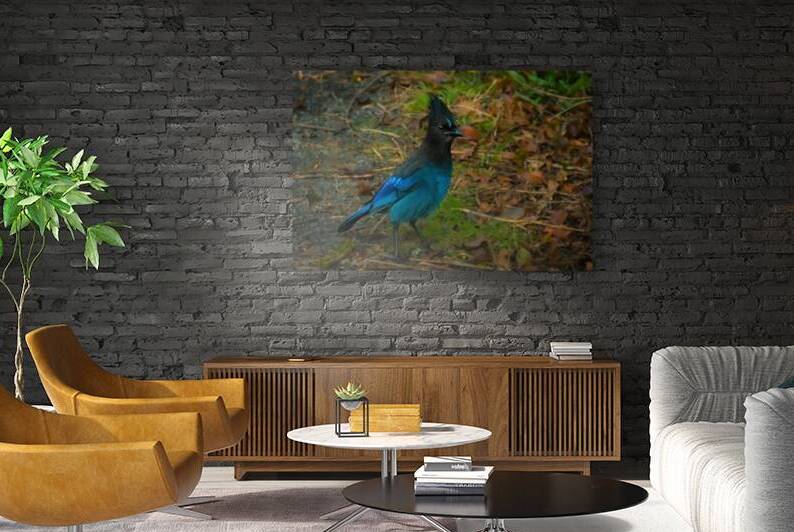 StellarJay Reproduction