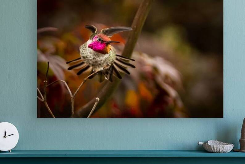 Hummingbird 3 Reproduction
