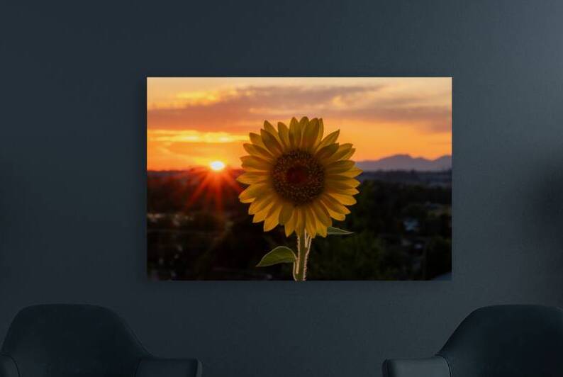 Sunflower Sunset Reproduction