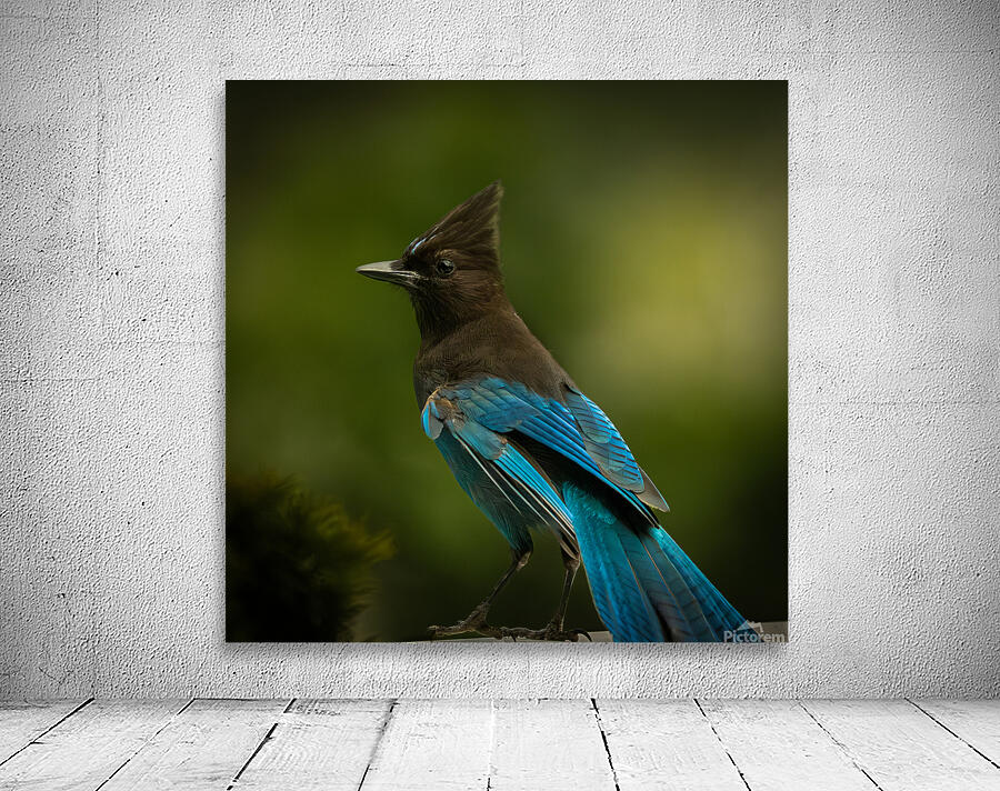 Stellar Jay Wall Preview