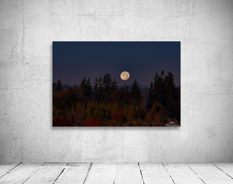 Forest Moon Wall Preview