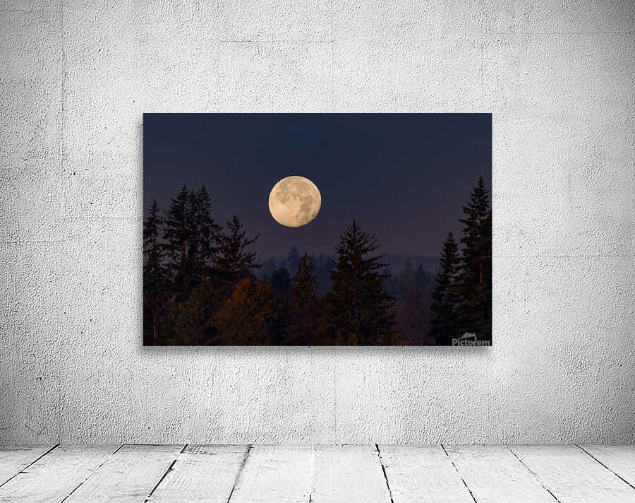 Forest Moon 2 Wall Preview