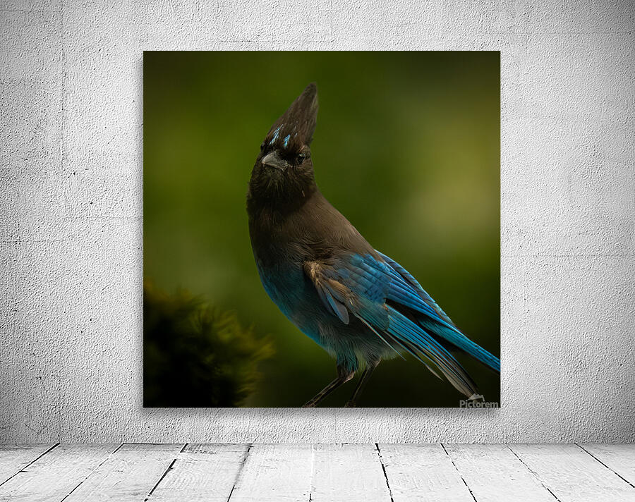 Stellar Jay 2 Wall Preview