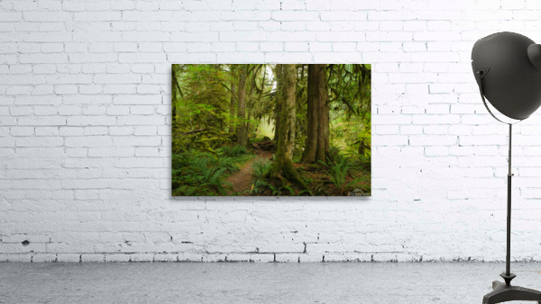 Forest Trail Wall Preview