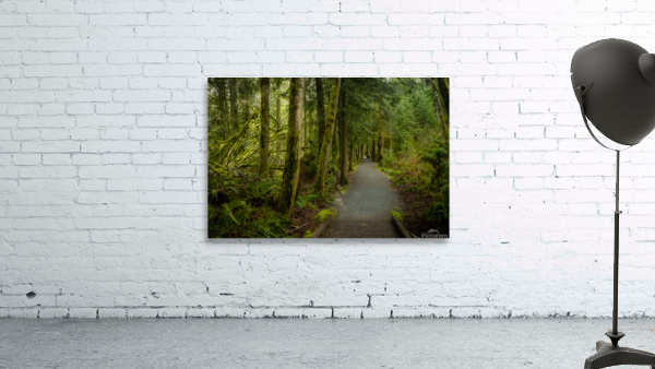 Tranquil Path Wall Preview