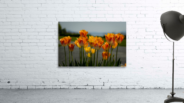 Glorious Tulips Wall Preview