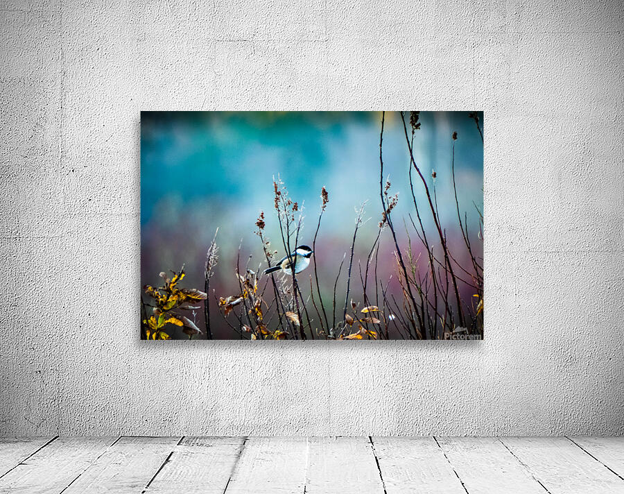 Chickadee Wall Preview