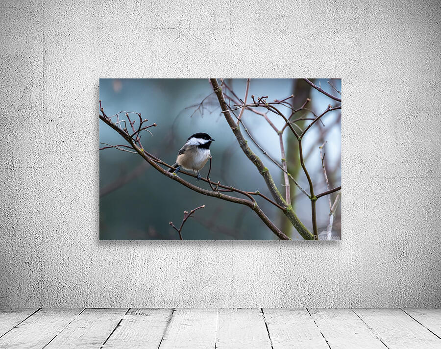 Chickadee 2 Wall Preview