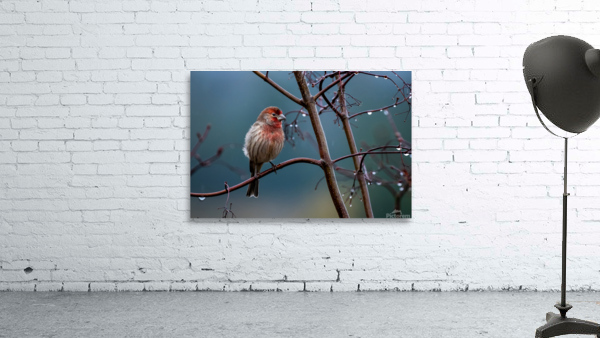 Winter Finch Wall Preview