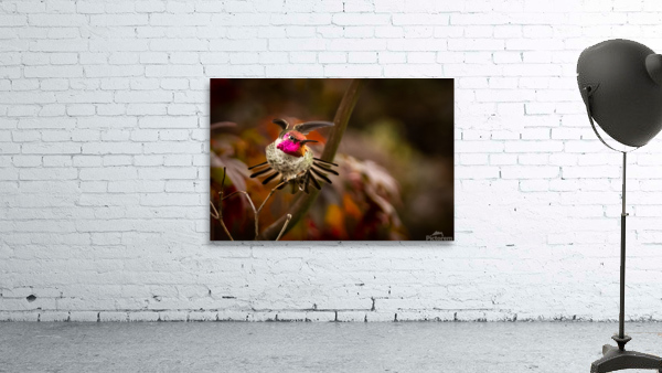 Hummingbird 3 Wall Preview