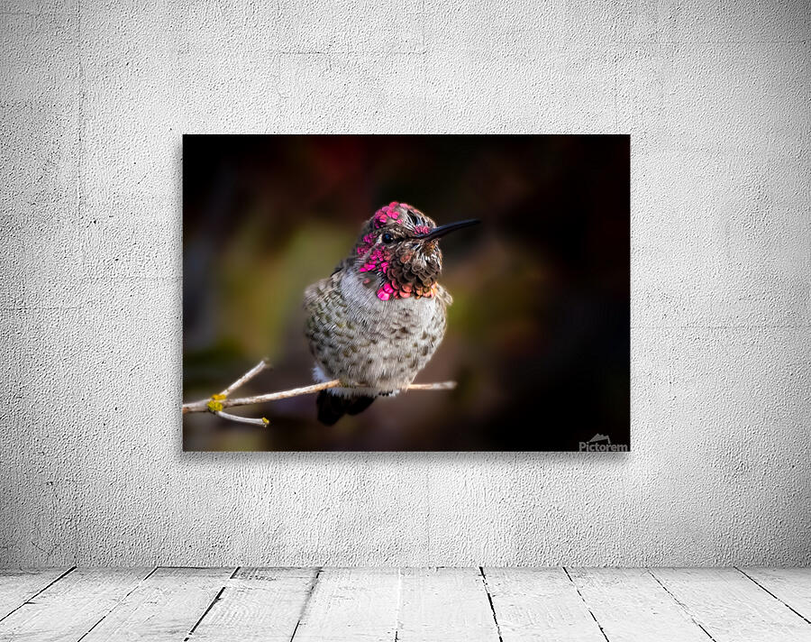 Hummingbird 2 Wall Preview