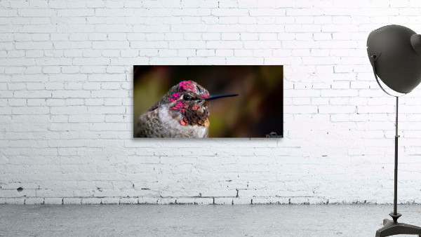 Hummingbird Wall Preview