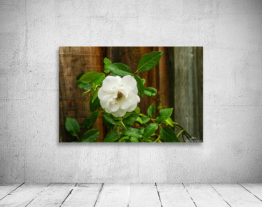 White Rose Wall Preview