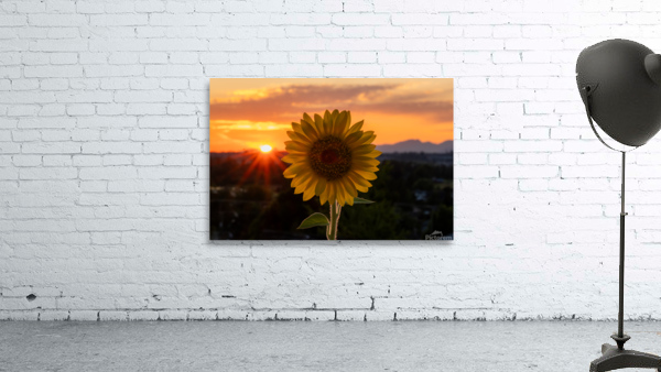 Sunflower Sunset Wall Preview