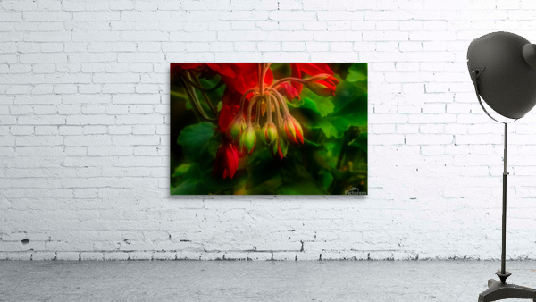 Geranium Buds Wall Preview