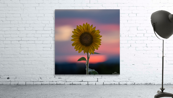 Sunflower Wall Preview