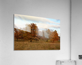 Oak trees Acrylic Print