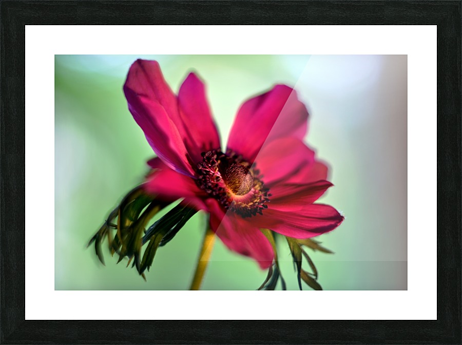 Pink Anemone Picture Frame print
