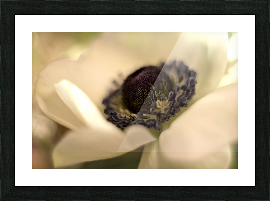 White Anemone Picture Frame print